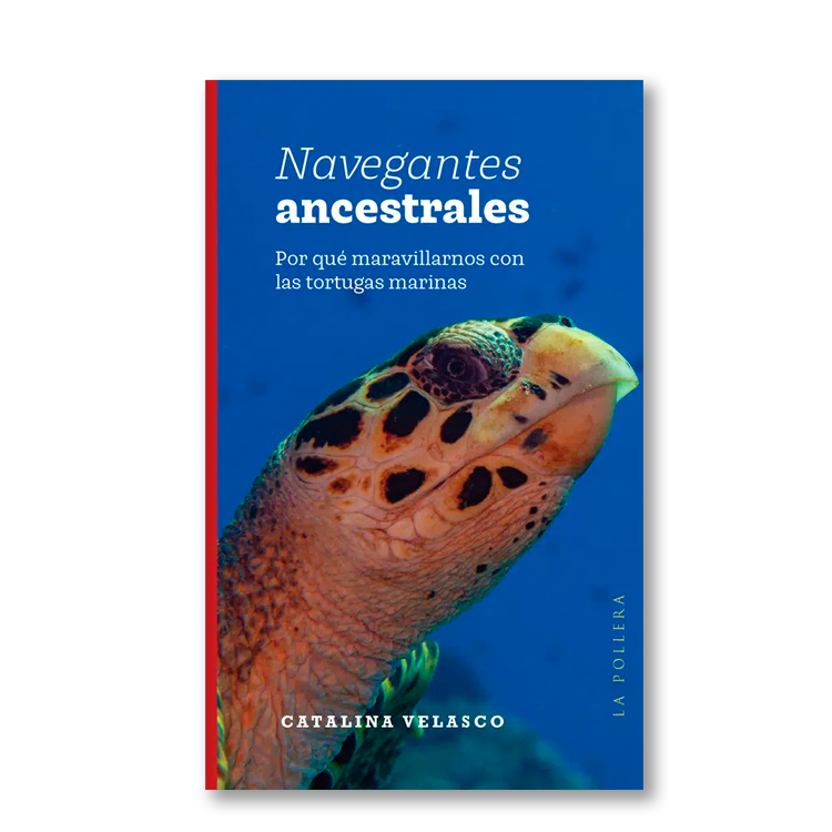 Navegantes ancestrales. Por qué maravillarnos con las tortugas marinas
